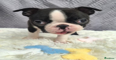 Boston Terrier dogs - Advert 5