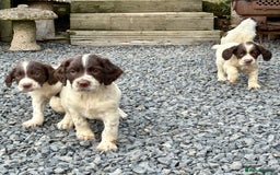 English Springer Spaniel dogs for sale: GAMEKEEPER BRED SPRINGER SPANIEL PUPS - Image 11