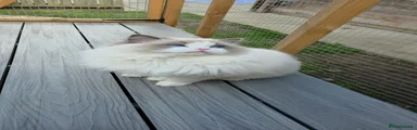 Baabaa