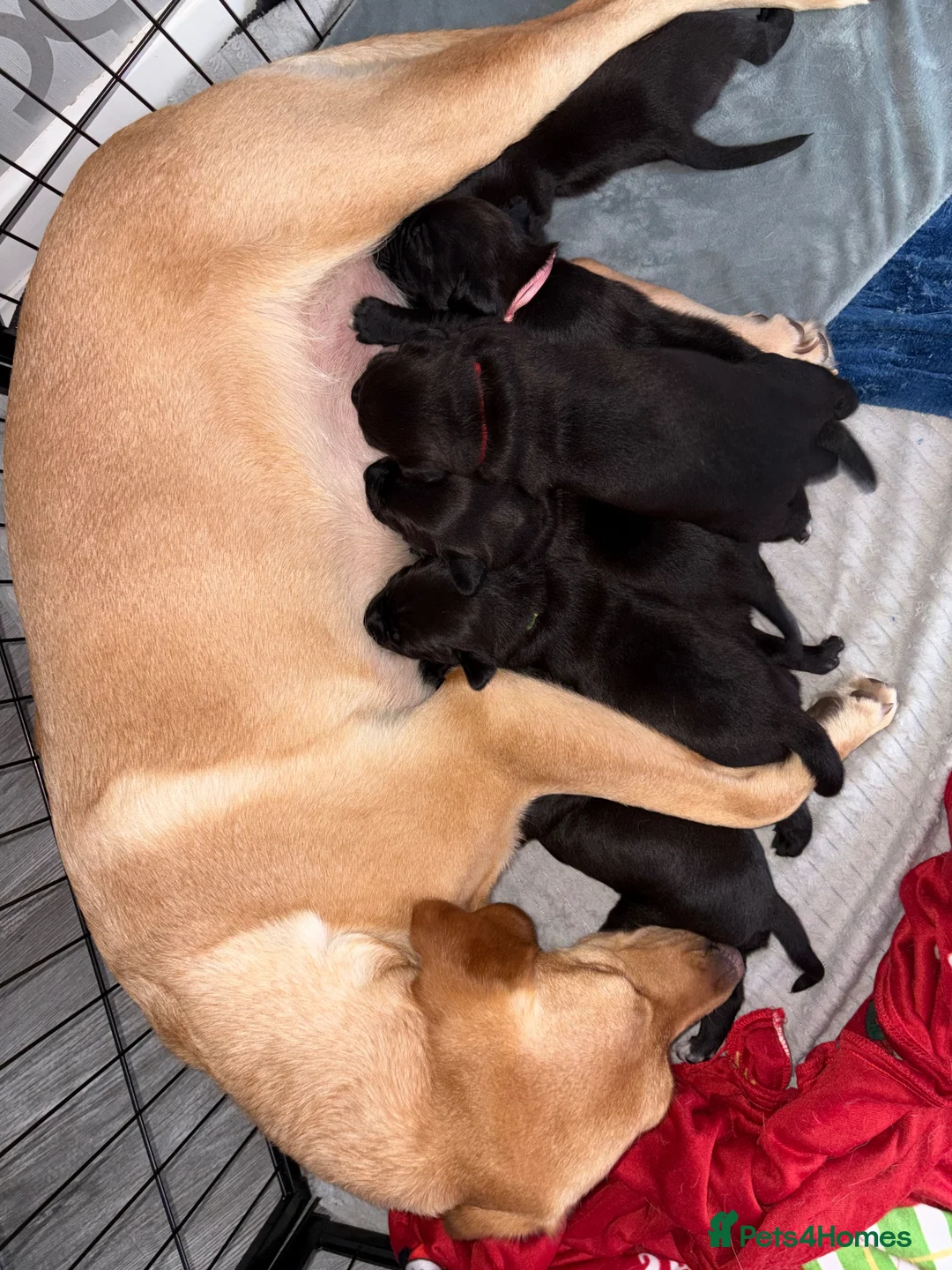 Mixed Breed dogs for sale: Staffadors in Glasgow - Advert 2