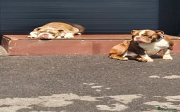 English Bulldog dogs for sale: Bulldog puppies - Image 4