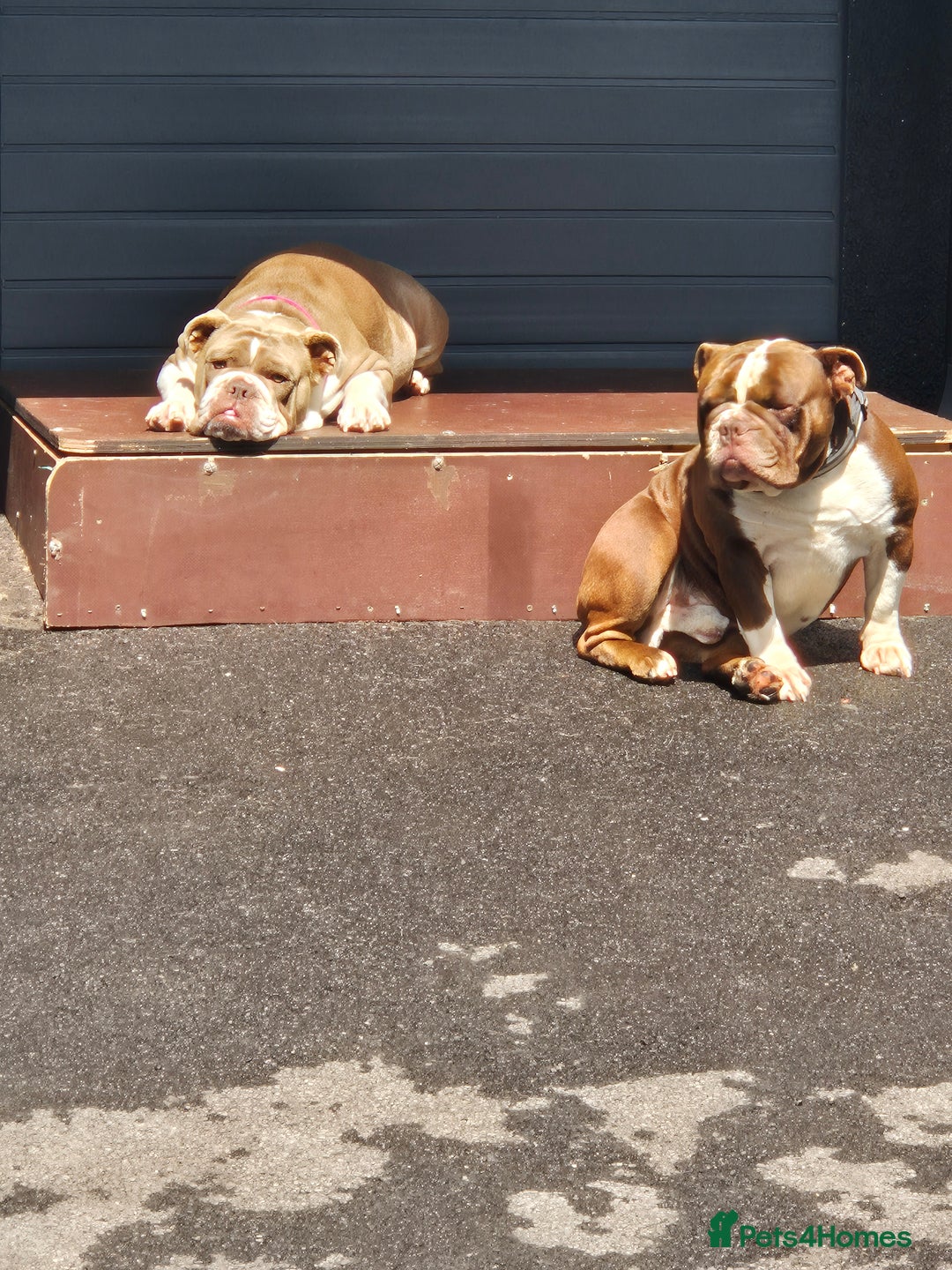 English Bulldog dogs for sale: Bulldog puppies - Image 4