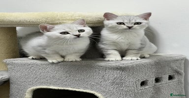 British Shorthair cats - Advert 12