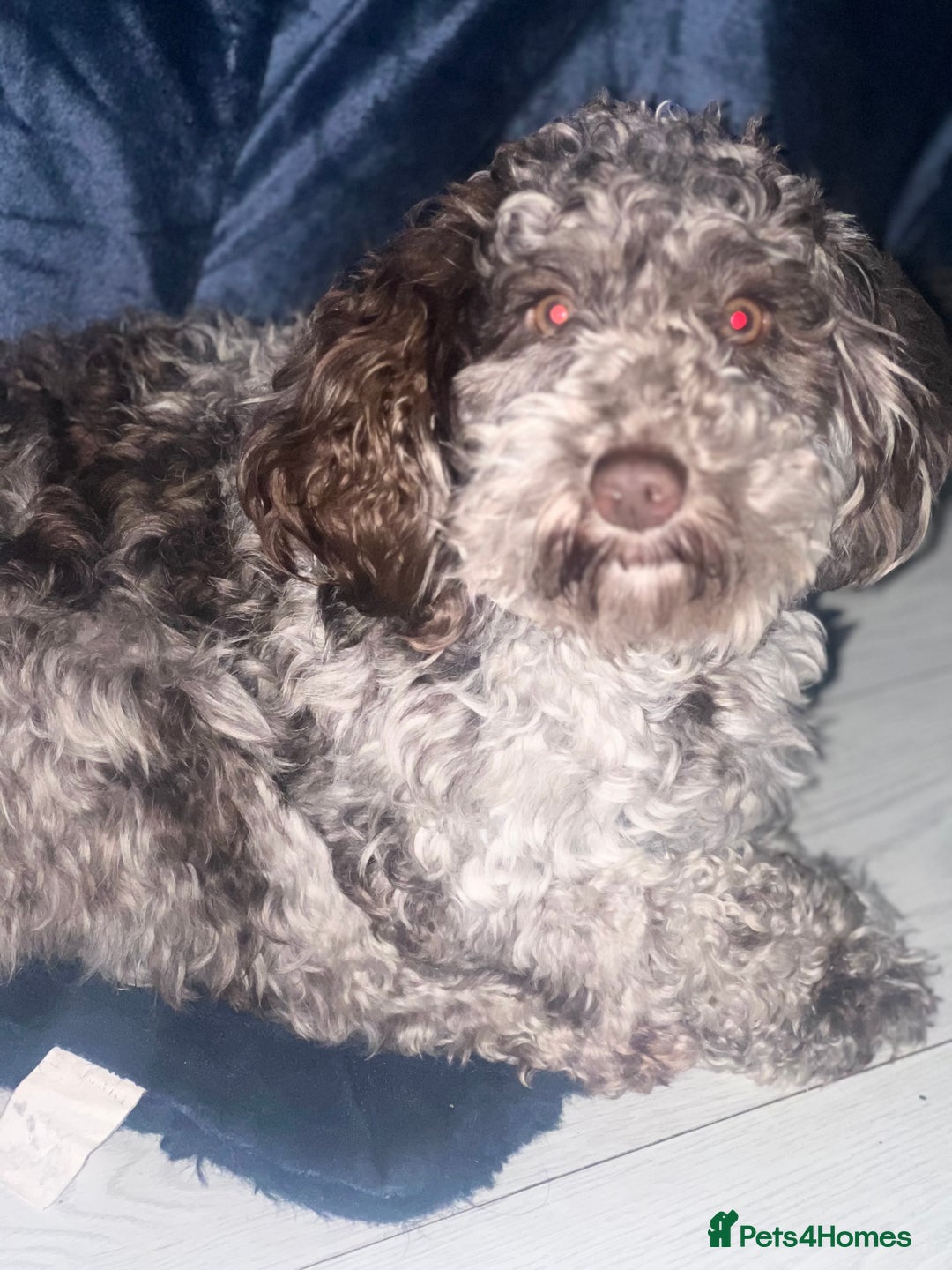 Cavapoo dogs for sale: Twinkle  - Advert 6