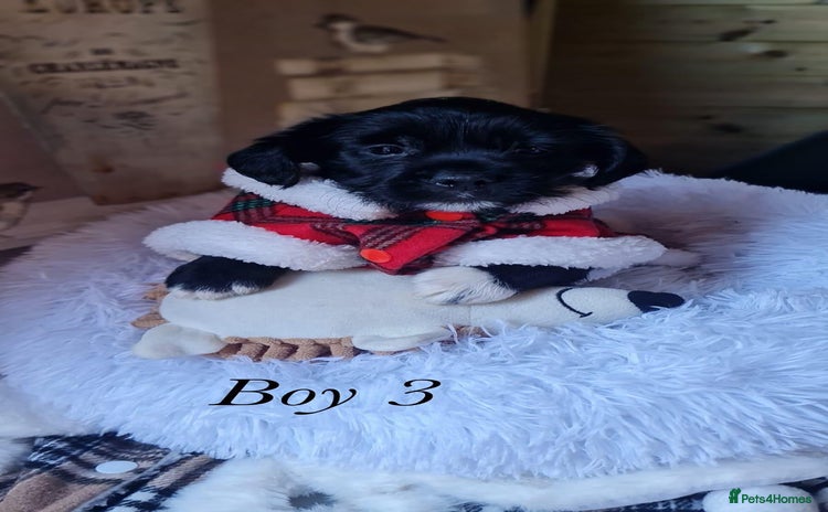 Shorkie dogs - Advert 1