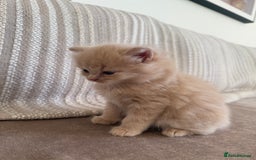 Ragdoll cats for sale: 🎄 Rare Ragdoll Kittens – Ready for Christmas! 🎄 - Advert 6