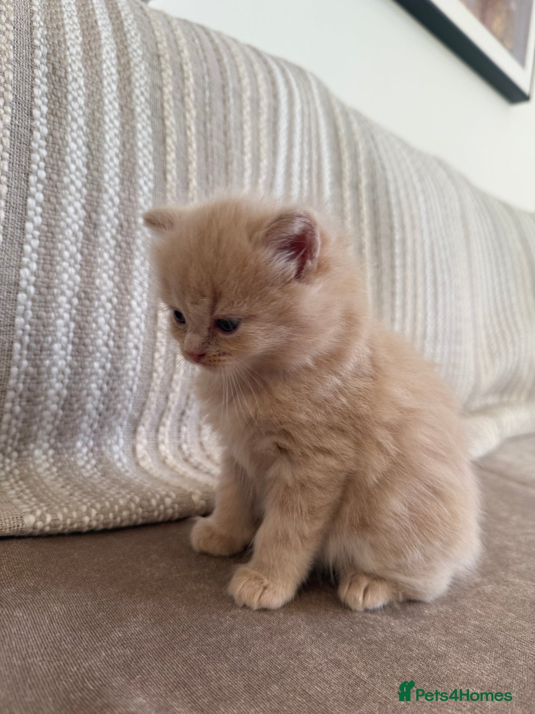 Ragdoll cats for sale: 🎄 Rare Ragdoll Kittens – Ready for Christmas! 🎄 - Advert 6