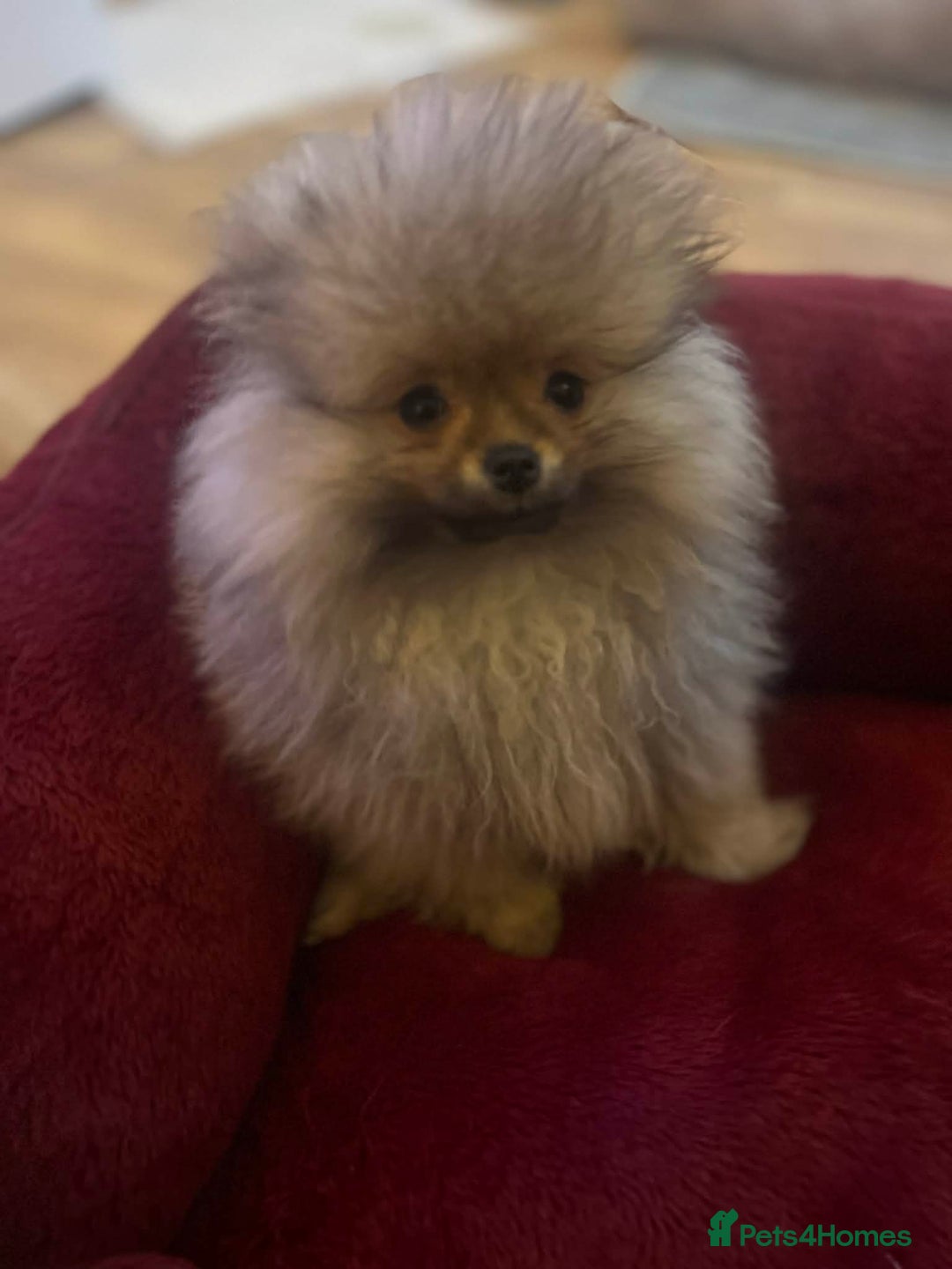 Pomeranian dogs for sale: Russian bloodline pomeranian Kc registered  - Advert 17