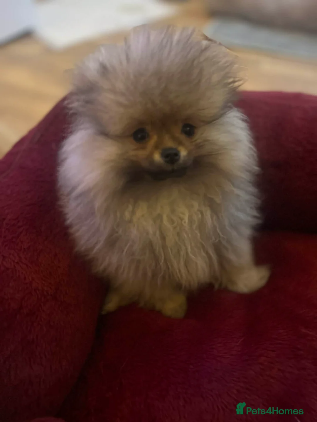 Pomeranian dogs for sale: Russian bloodline pomeranian Kc registered  - Advert 17