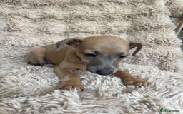 Italian Greyhound dogs for sale: 3/4 Italian greyhound puppies - Image 4