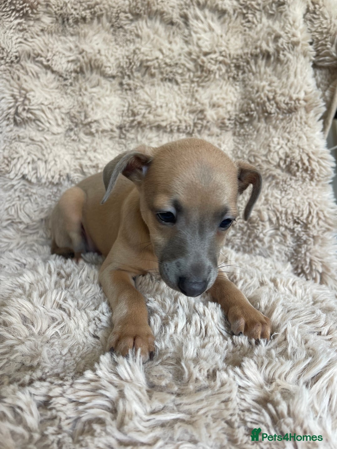 Italian Greyhound dogs for sale: 3/4 Italian greyhound puppies - Image 4