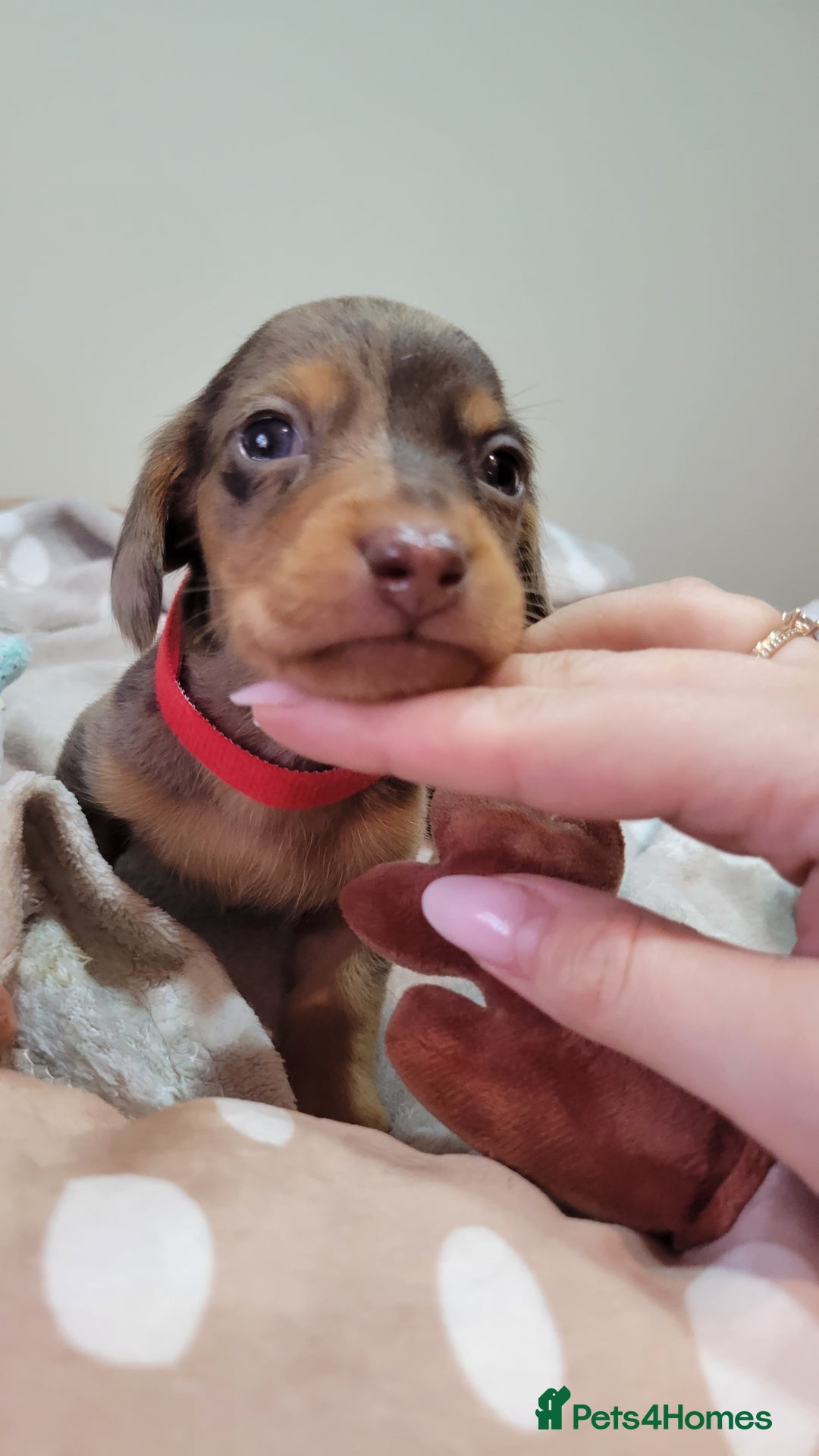 Miniature Dachshund dogs for sale: Kc Miniature  Dachshund  - Advert 5