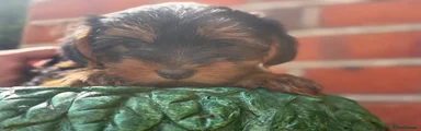 Yorkshire Terrier 2