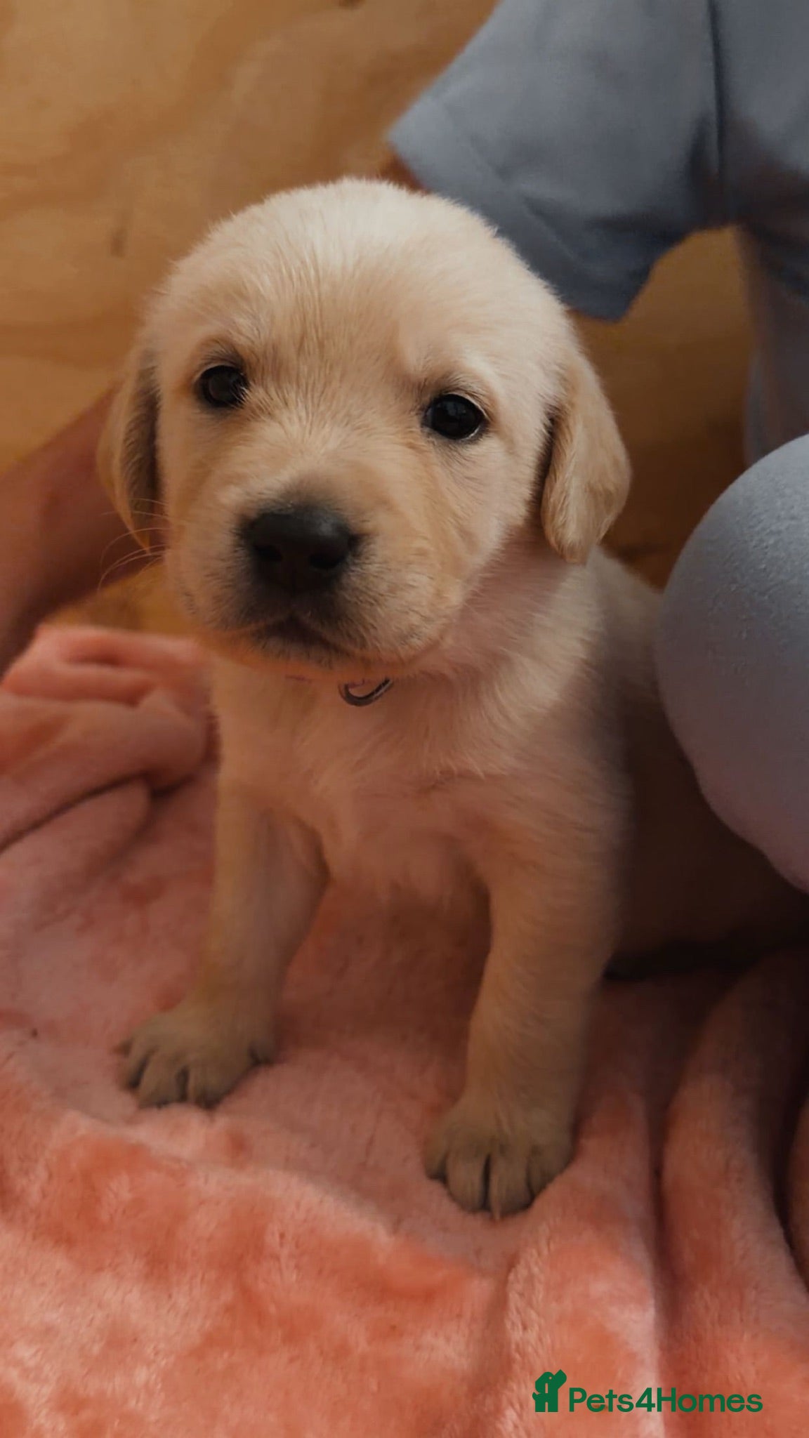 Goldador dogs 🐾 Stunning Goldador Puppies 🐾 - Advert 2