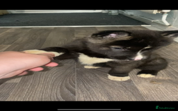 Huskita dogs for sale: Akita puppies  - Image 3