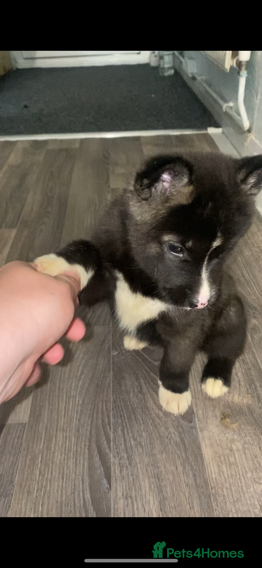 Huskita dogs for sale: Akita puppies  - Image 3