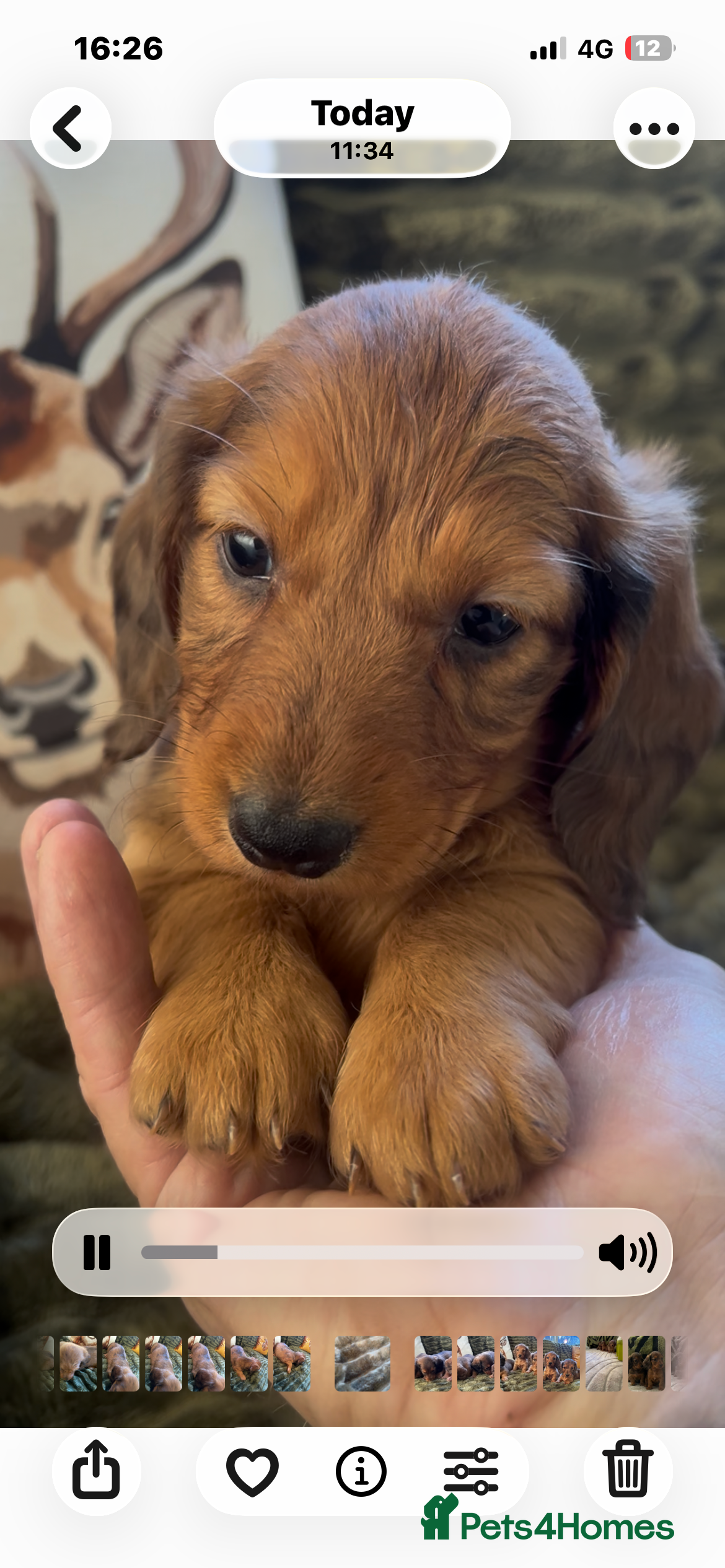 Dachshund dogs STANDARD KC REG LONGHAIRED DACHSHUNDS  - Advert 2