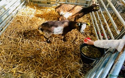 Goats livestock for sale: 2 Beautiful Pygmy’s - 1 Nannie & 1 Wether - Image 7
