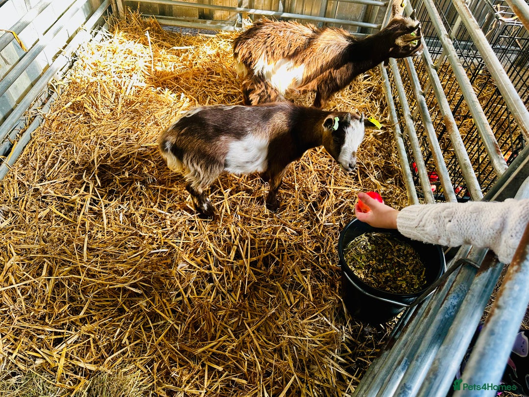 Goats livestock for sale: 2 Beautiful Pygmy’s - 1 Nannie & 1 Wether - Image 7
