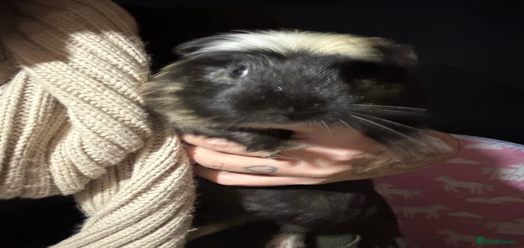 Gallery Image {{count}}