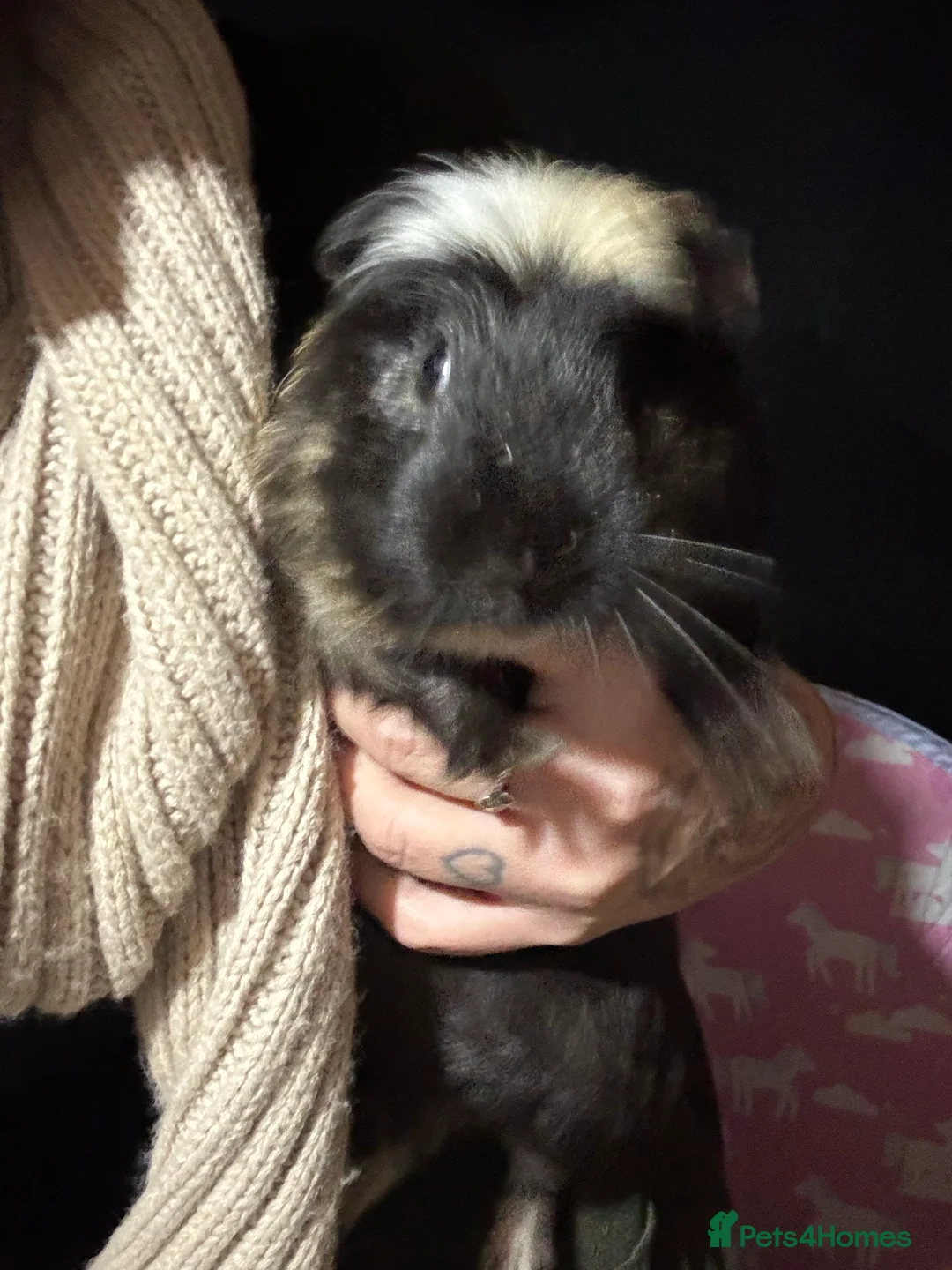 Gallery Image {{count}}