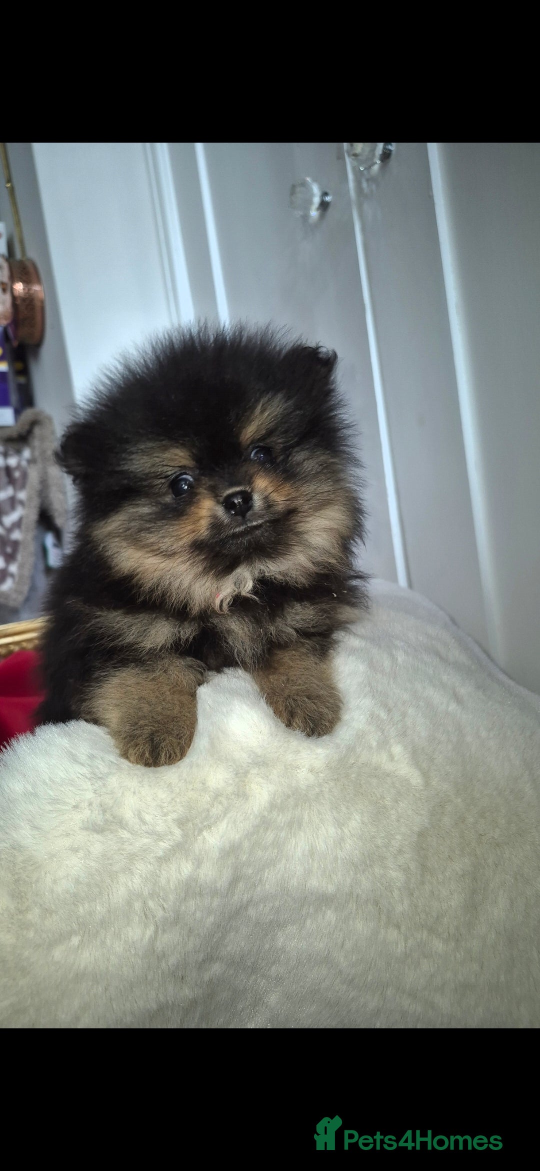 Pomeranian dogs Adorable  **  pomeranians - Advert 2