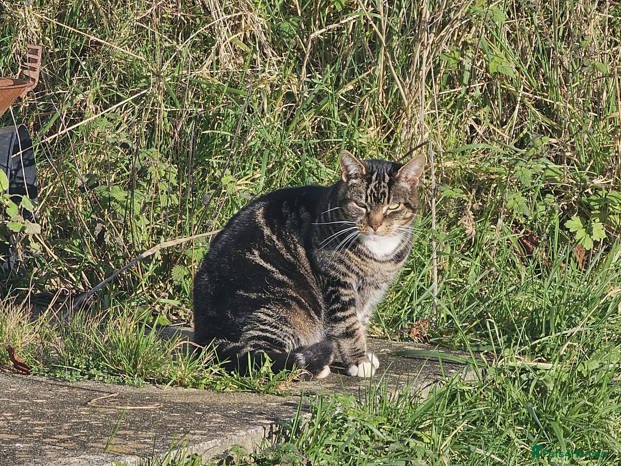 Mixed Breed cats Poppy - Advert 5