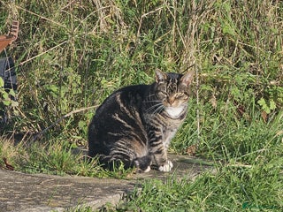 Mixed Breed cats Poppy - Advert 2