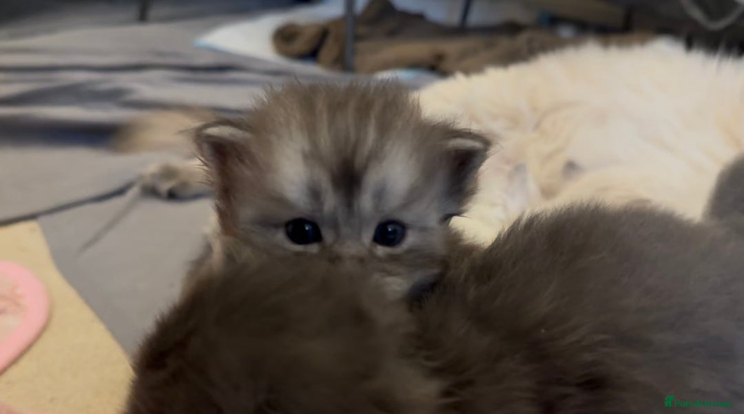 Perdoll cats for sale: PERDOLL KITTENS FOR SALE - Advert 6