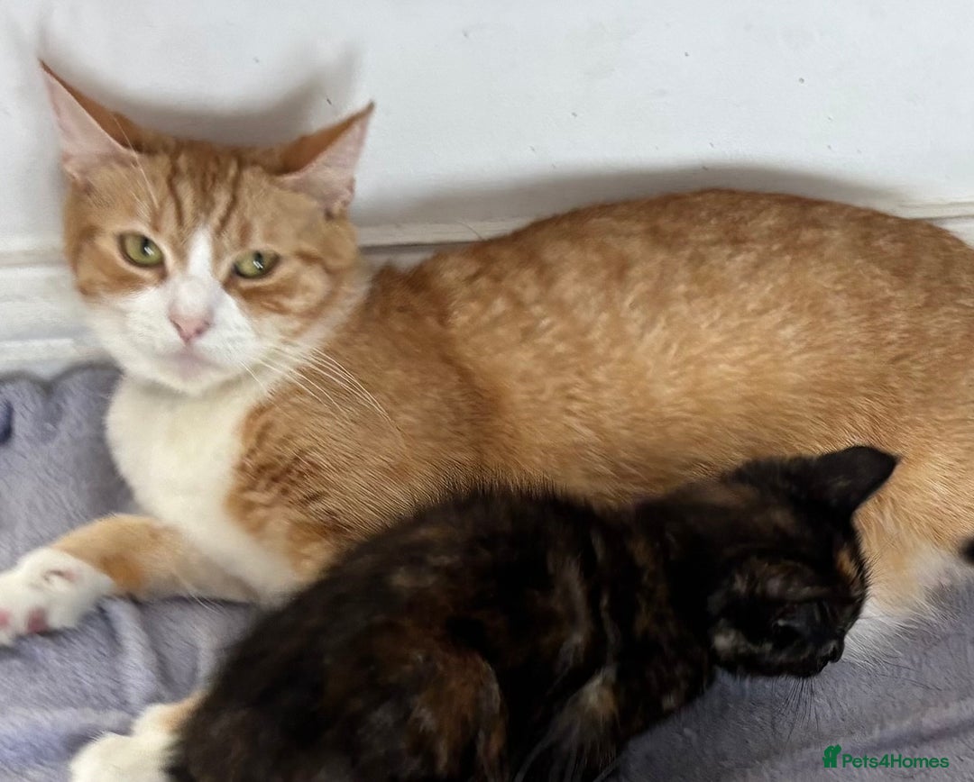 Mixed Breed cats for sale: 1/4 Maincoon dog friendly tortoiseshell girl - Image 12