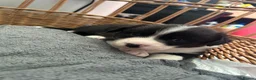 Welsh Corgi Cardigan dogs for sale: Three stunning puppies of Welsh Corgi Cardigan - Advert 11