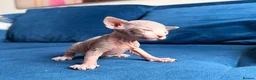 Sphynx cats for sale: Stunning blue sphinx kittens  - Advert 9