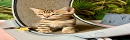 Bengal cats for sale: *READY NOW* Bengal Kittens - Advert 27