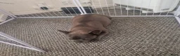 French Bulldog dogs for sale: Gorgeous French Bulldog puppies  in Crieff - Advert 9