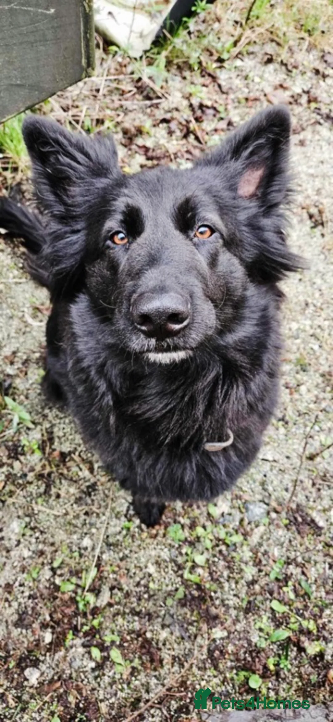 German Shepherd dogs for sale: German Shepherd puppies - Advert 2