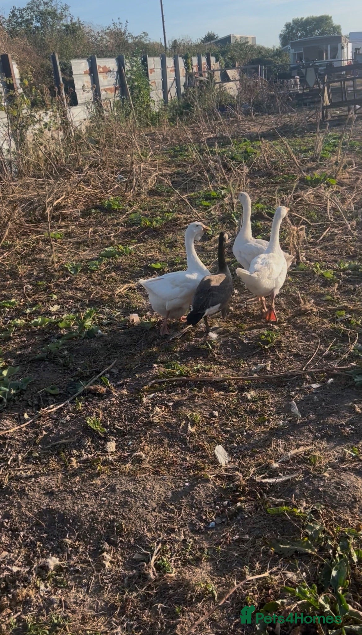 Geese poultry Geese - Advert 2