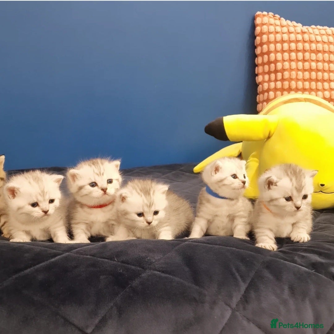 British Shorthair cats for sale: 🩵💙💜Amasing British Shorthair Kittens🧡💚💙 - Advert 10