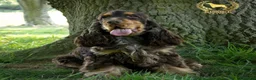Cocker Spaniel dogs for sale: Stunning show type Cocker spaniel puppies  - Advert 4