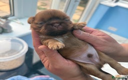 Shih Tzu dogs for sale: Doll face shih tzu tri colour puppy’s  - Image 5