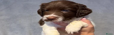 English Springer Spaniel 4