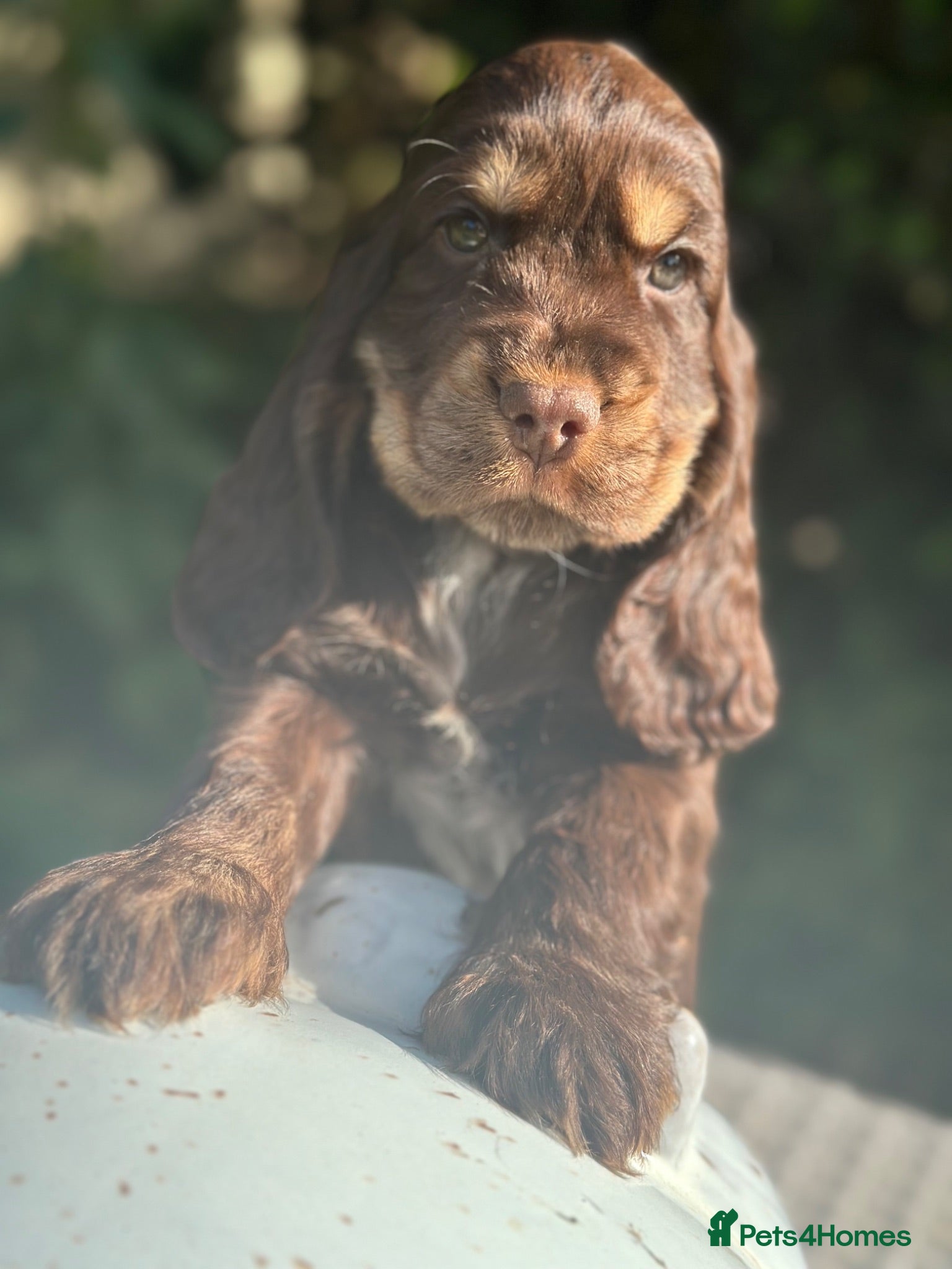 Cocker Spaniel dogs Stunning cocker spaniels - Advert 1