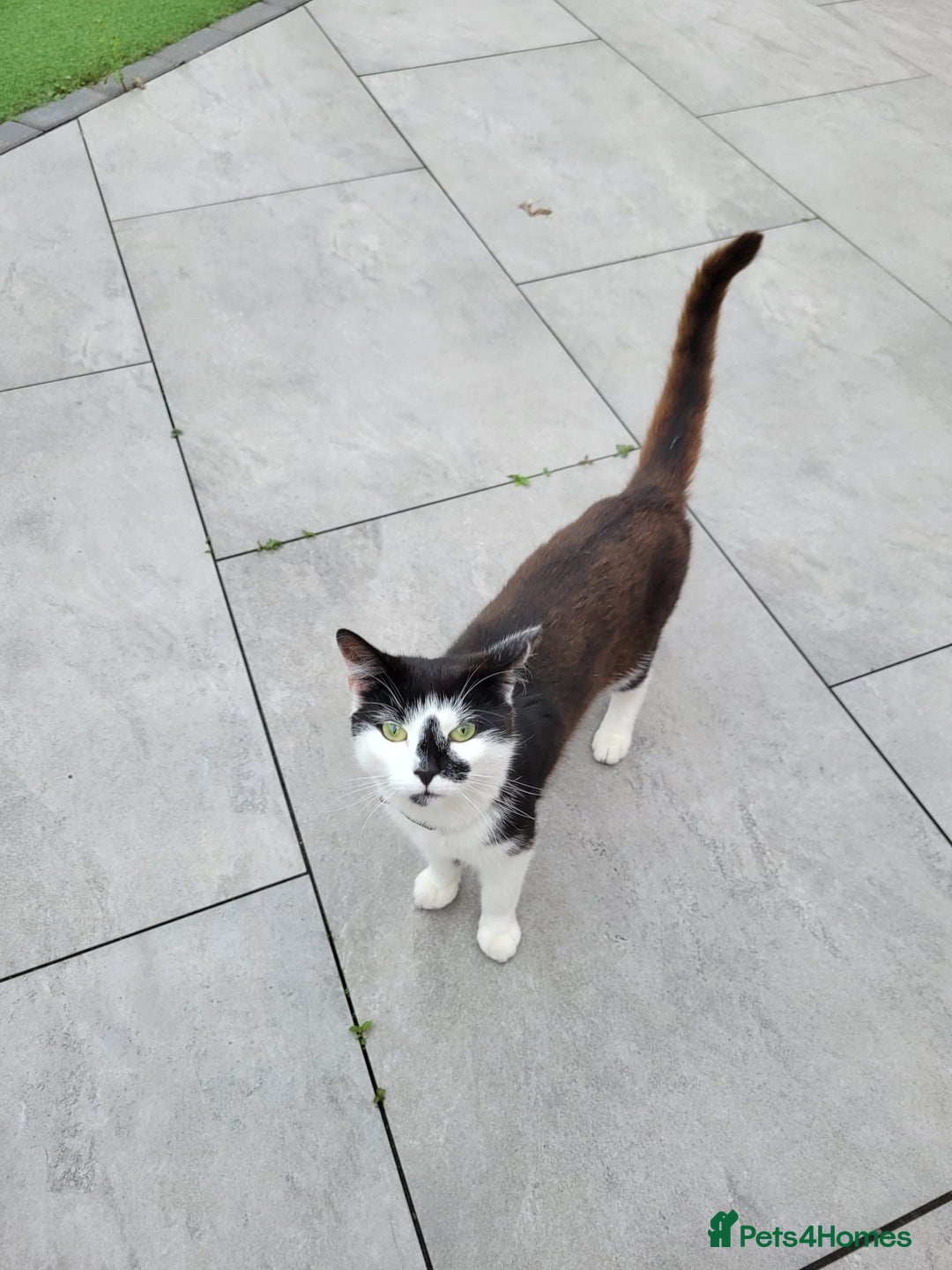 British Shorthair cats for sale: Beautiful and friendly tuxedo cat - Image 2