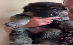 German Shepherd dogs for sale: Two kc reg health tested gsd females  - Image 1