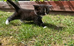 British Shorthair cats for sale: British blue x - Image 18