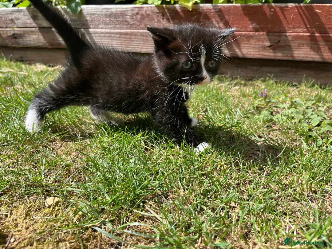 British Shorthair cats for sale: British blue x - Image 18