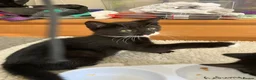 Mixed Breed cats for sale: Beautiful kittens for sale - Advert 7