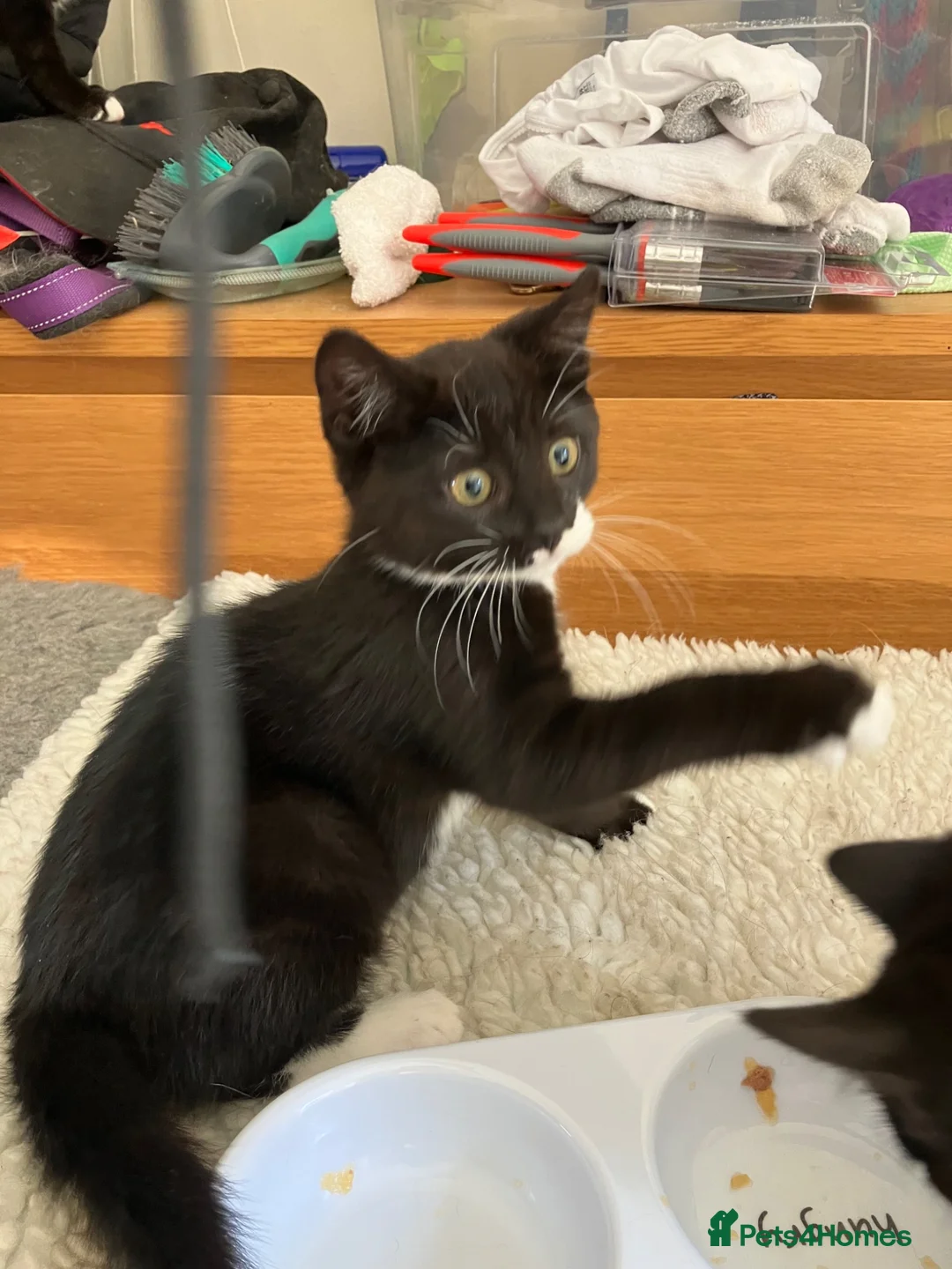 Mixed Breed cats for sale: Beautiful kittens for sale - Advert 7