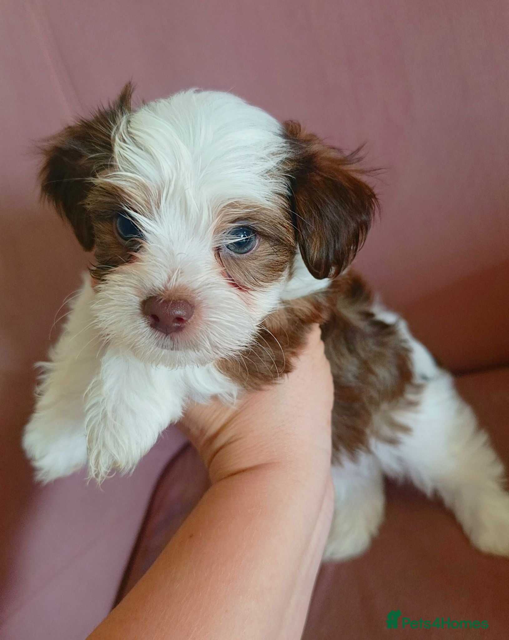 Biewer Terrier dogs Biewer Terrier Puppies×Home Raised×BeautifulColour - Advert 1