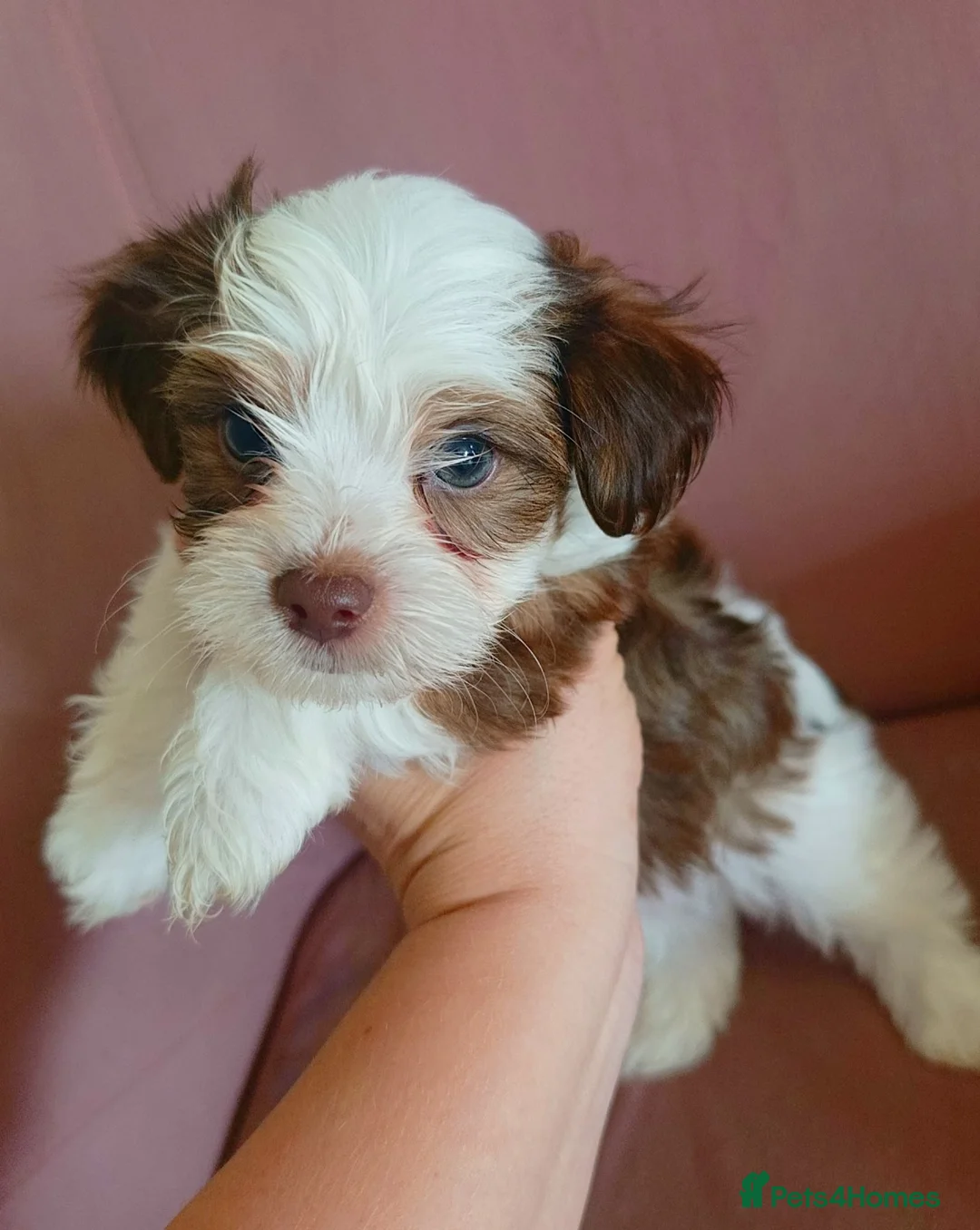 Biewer Terrier dogs for sale: Biewer Terrier Puppies×Home Raised×BeautifulColour - Advert 2