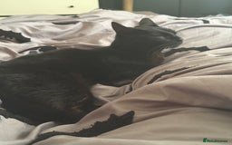 Domestic Shorthair cats for sale: 5 year old black cat Phoebe  - Image 4